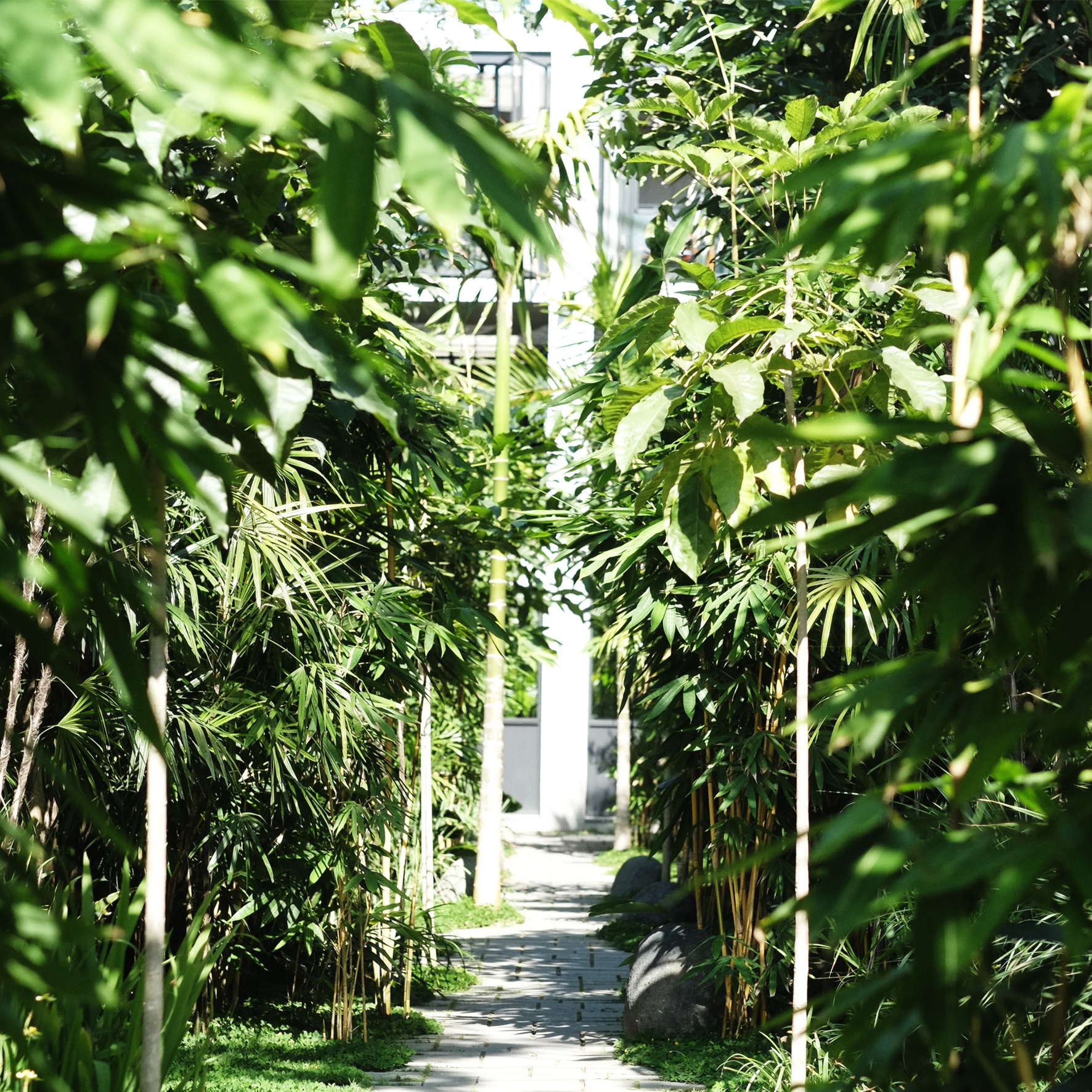 Our bamboo courtyard designed by SHL Asia