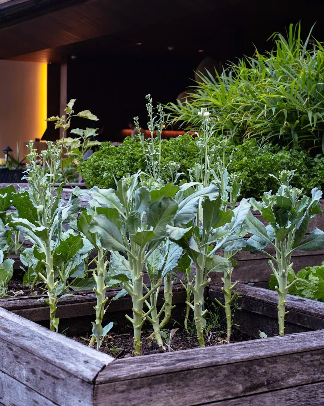 local kale blooming at Embers' organic farm in Ubud