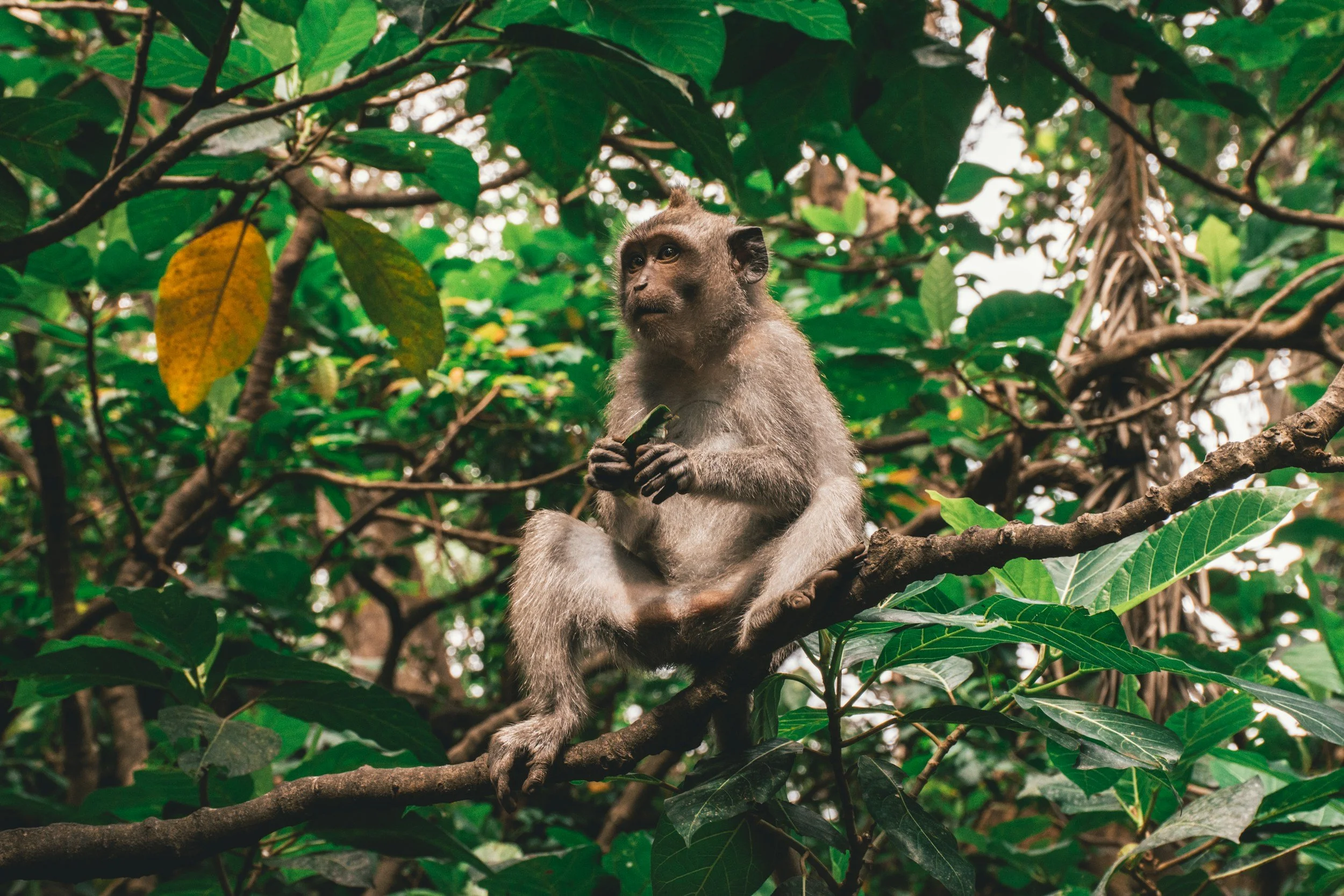 monkey forest attraction in ubud