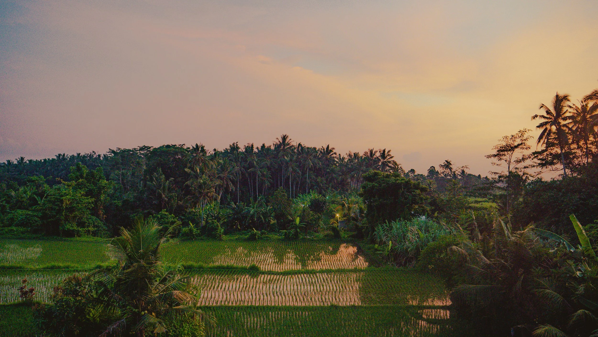 rice fields in ubud during sunset