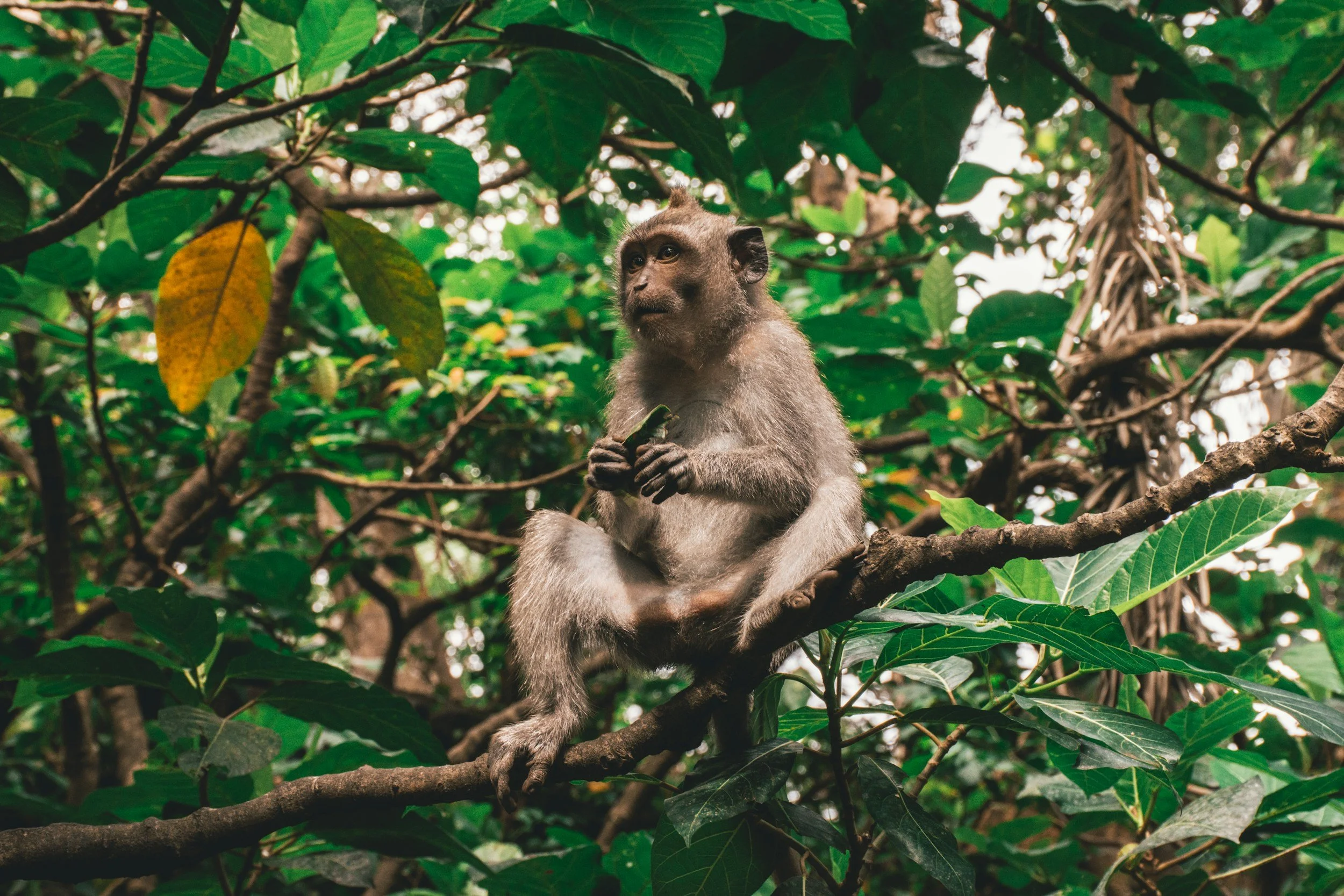 monkey sitting on a tree in monkey forest ubud