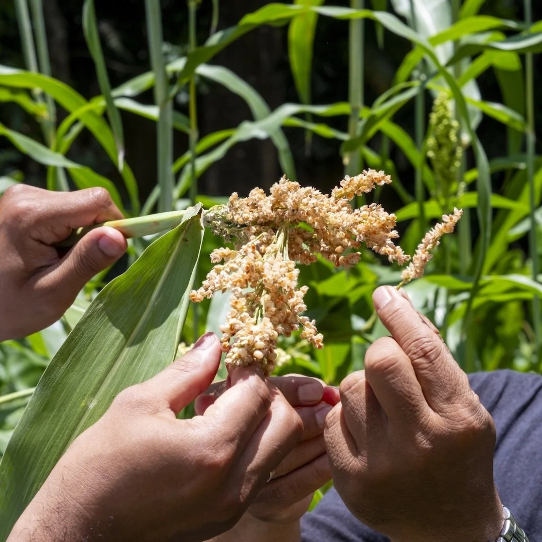 Two people holding a corn cob with silk, surrounded by green corn plants in a field.