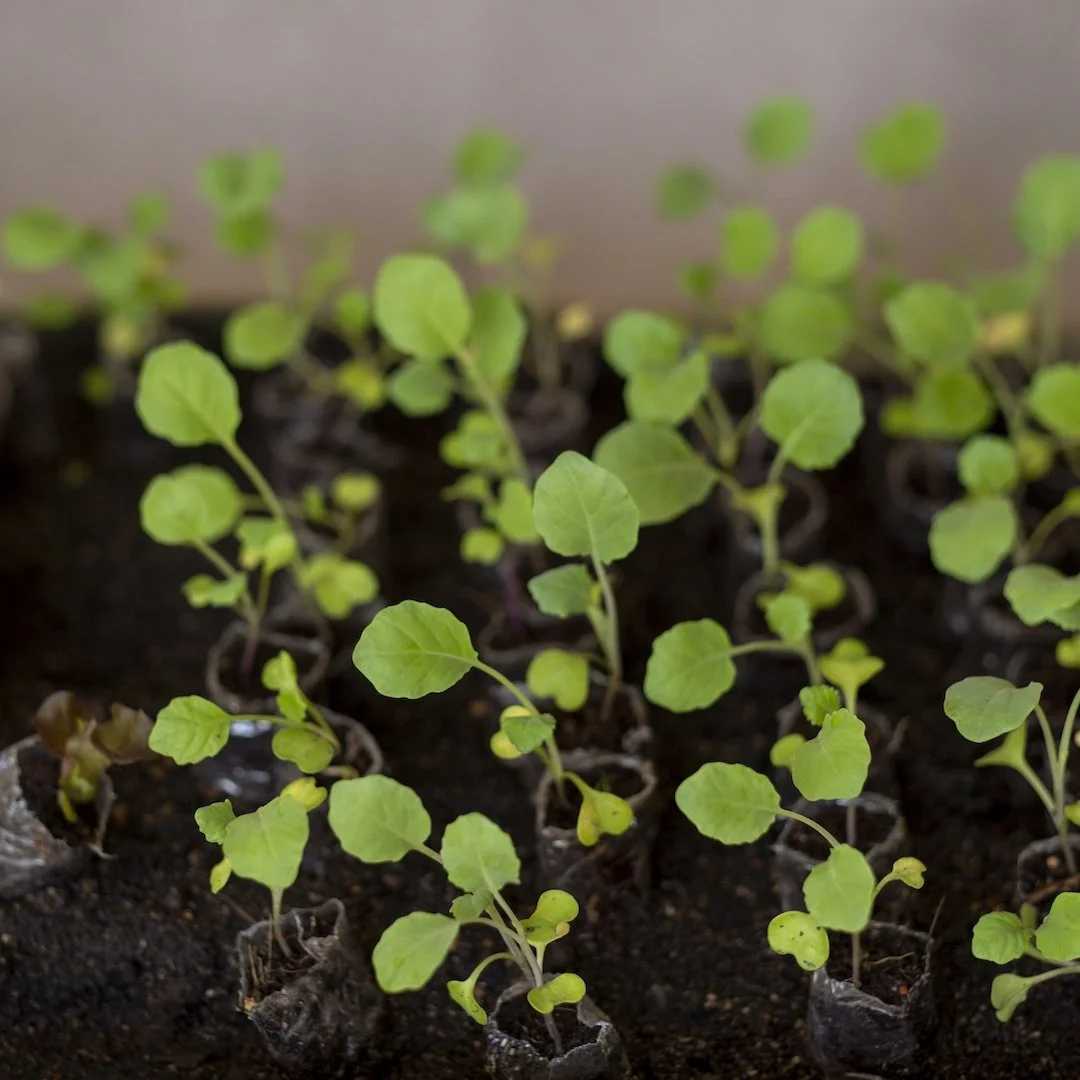 Green seedling plants growing in soil.