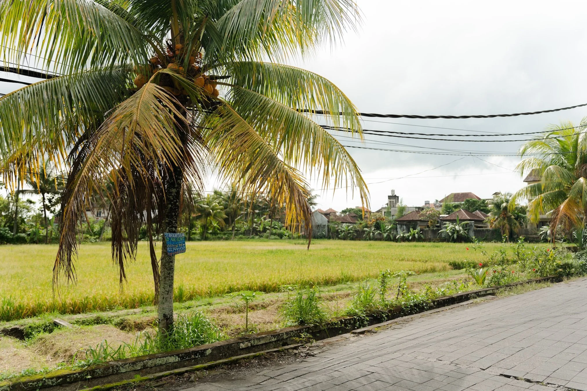 surrounding views of rice paddies on jalan bisma ubud