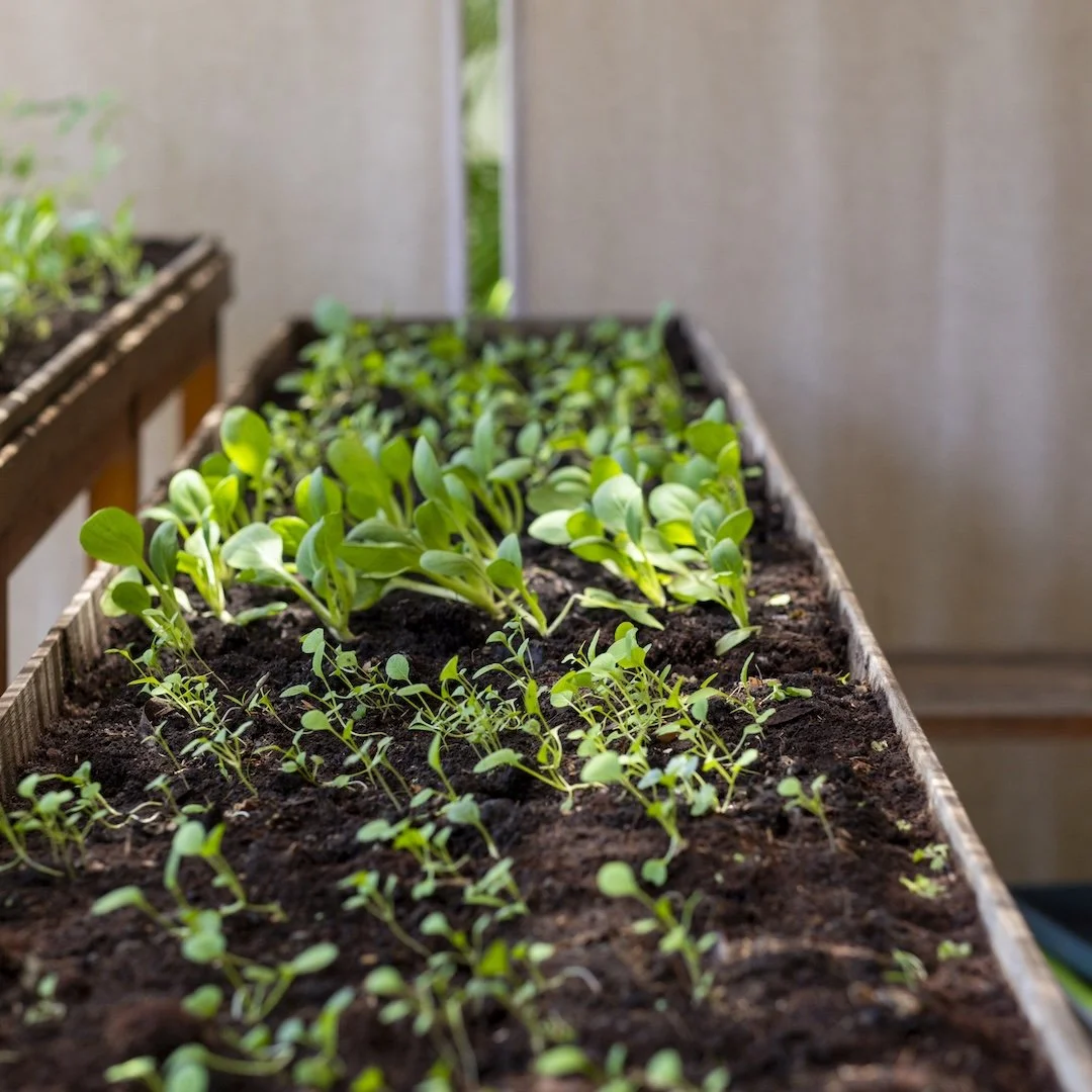 Close-up of young green seedlings growing in wooden planters.
