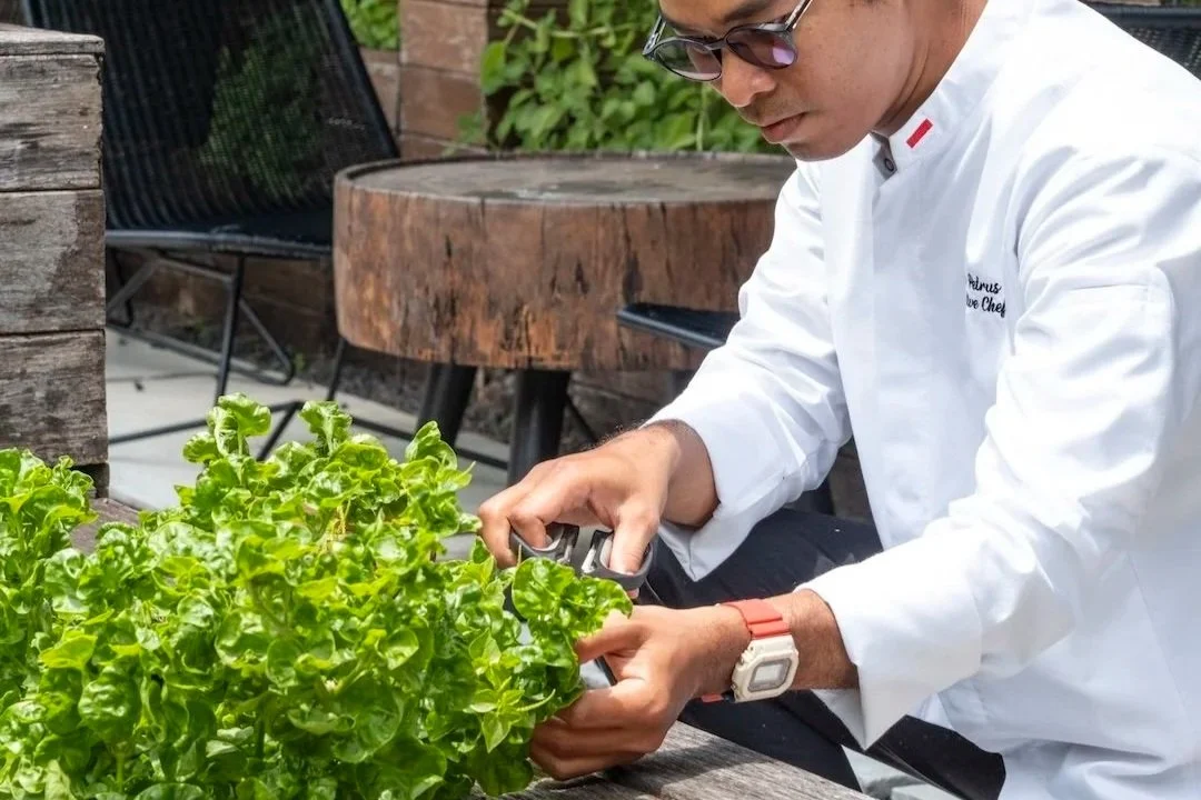 Man with sunglasses and white chef coat trimming green leafy herbs in garden
