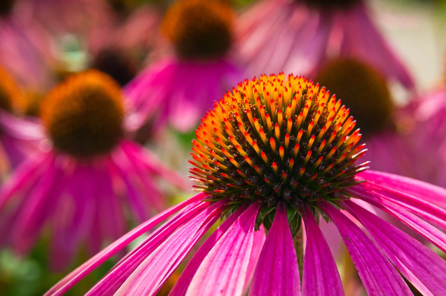 "Phytotherapie" kommt aus dem Griechischen und bedeutet soviel wie "mit Pflanzen heilen"