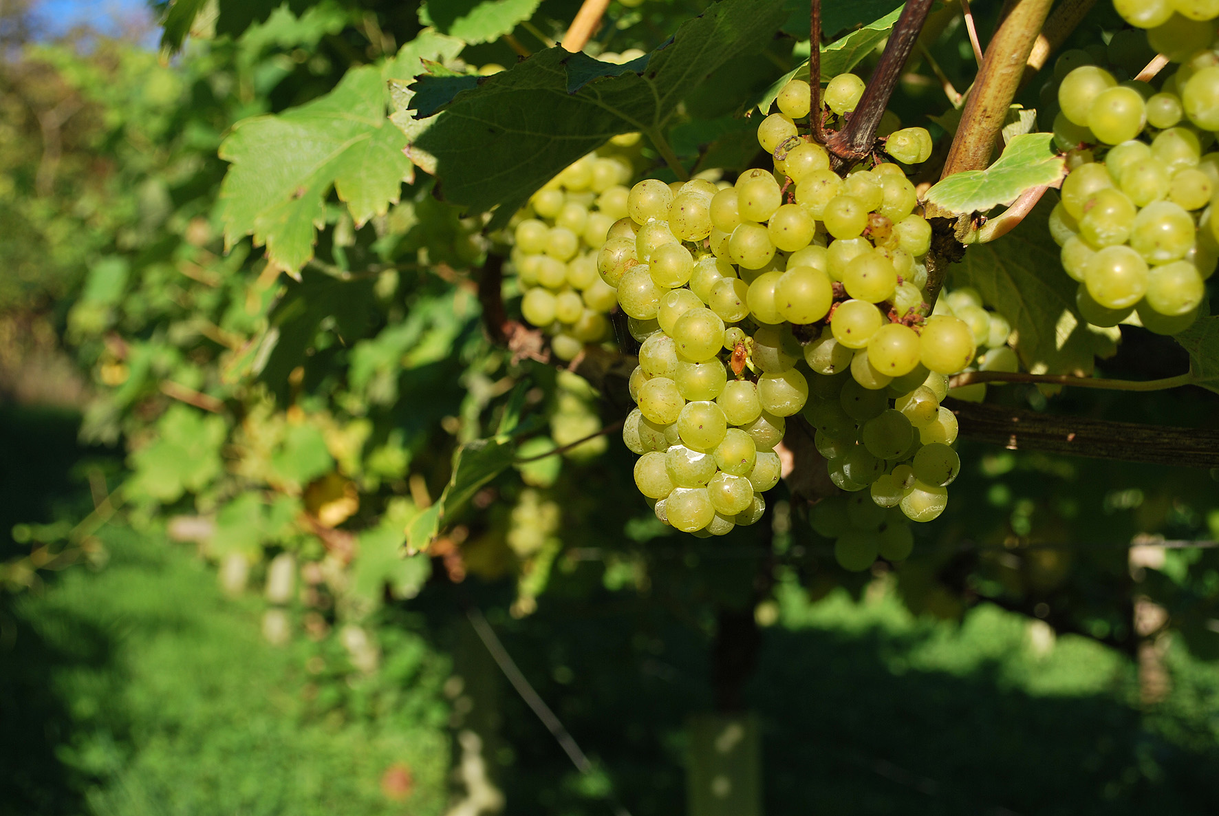 Ripe Bacchus grapes