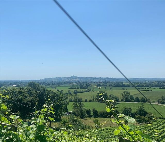 Our view of Glastonbury Tor from the pinot today. Many of us would have been at @glastofest this week! 💔 For all of you marking the weekend anyway with your own celebrations, it&rsquo;s not too late to order some Somerset wine and cider. Head to our