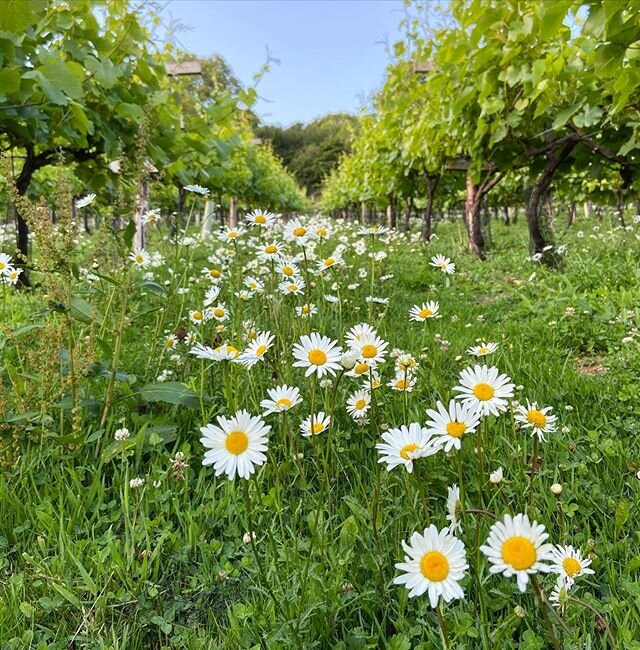 A gorgeous sight this morning. Oxeye daisies in the Pinot Noir rows. #EnglishWineWeek ☀️
&bull;
#fennycastlevineyard #fennycastle #englishwine #englishsparklingwine #pinotnoir #daisies #somersetwine #somersetsparklingwine #wells #glastonbury #somerse