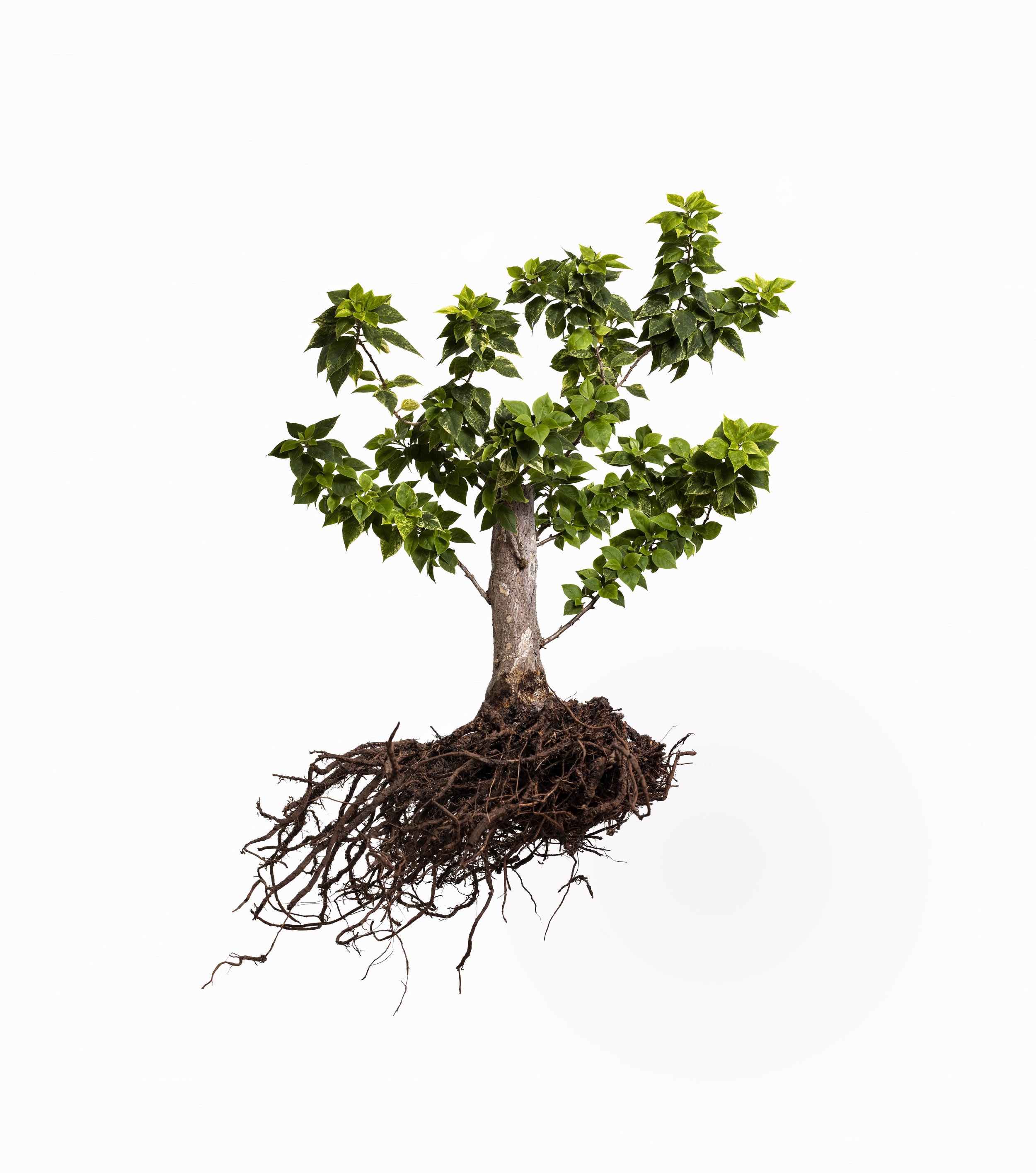 MY BABY BONSAI 001ss.jpg