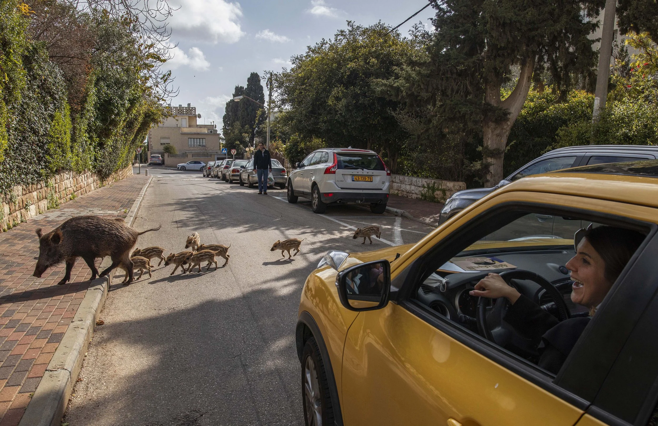 Boars_Haifa001.jpg