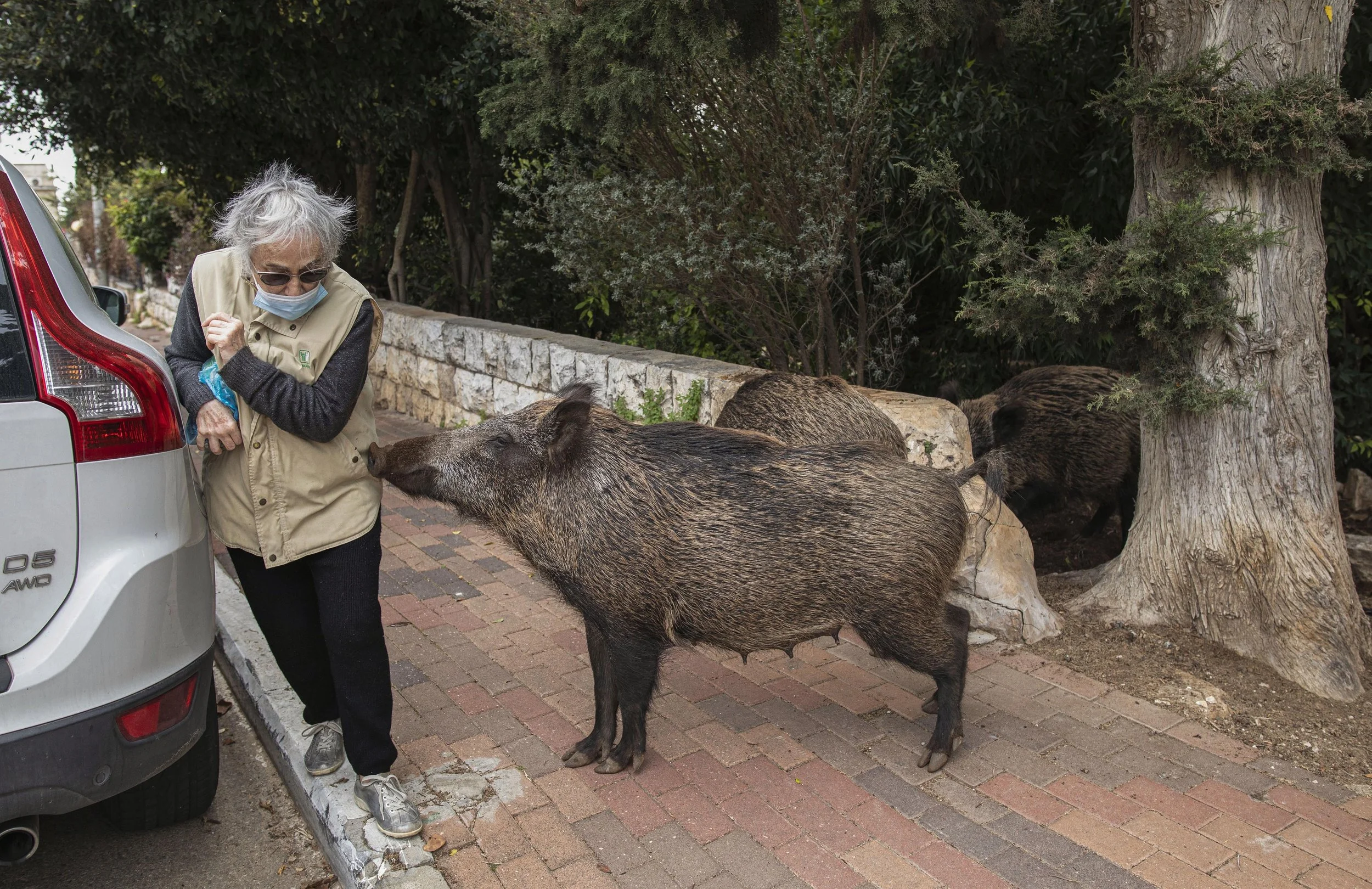 Boars_Haifa002.jpg