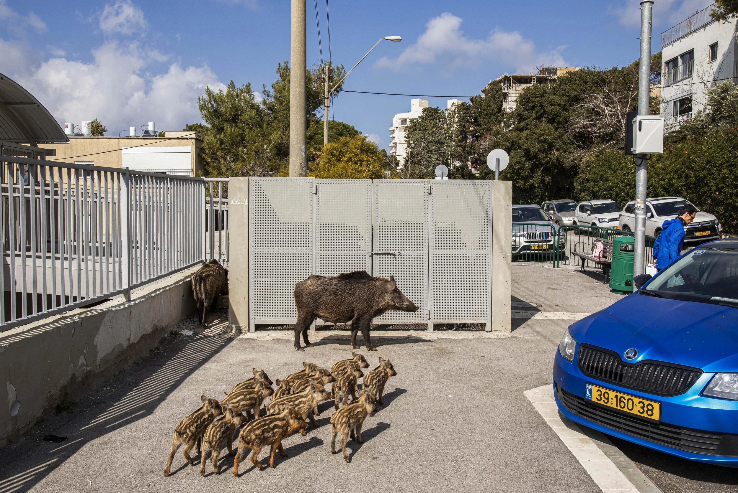 Boars_Haifa004.jpg