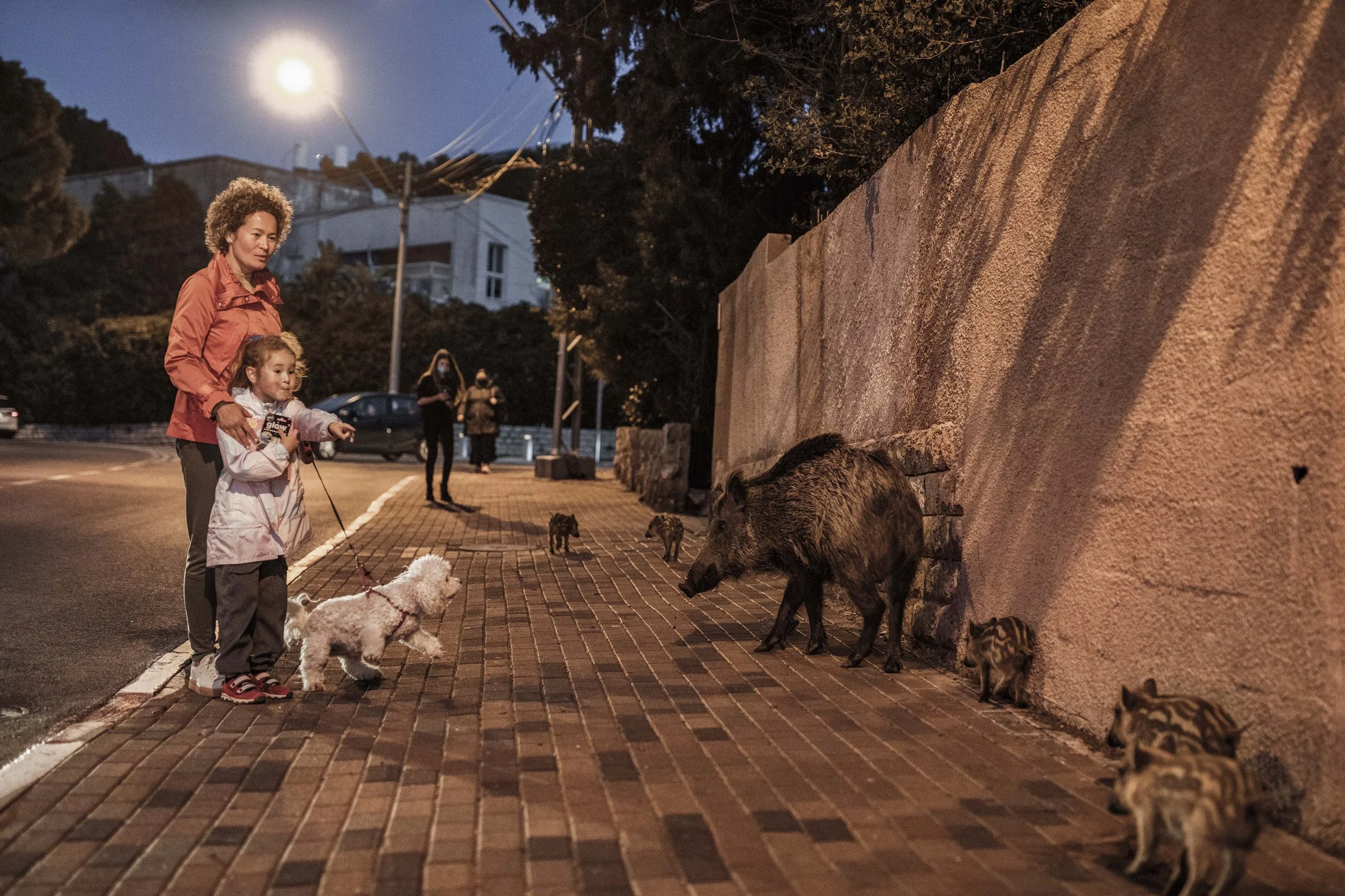 Boars_Haifa009s.jpg