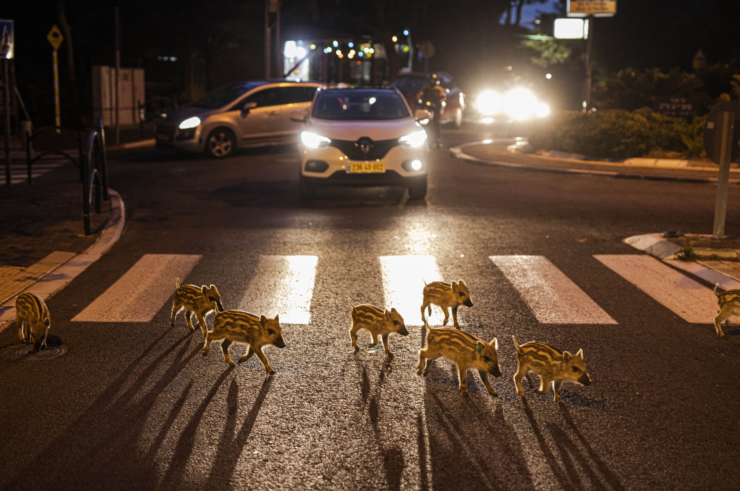 Boars_Haifa010.jpg