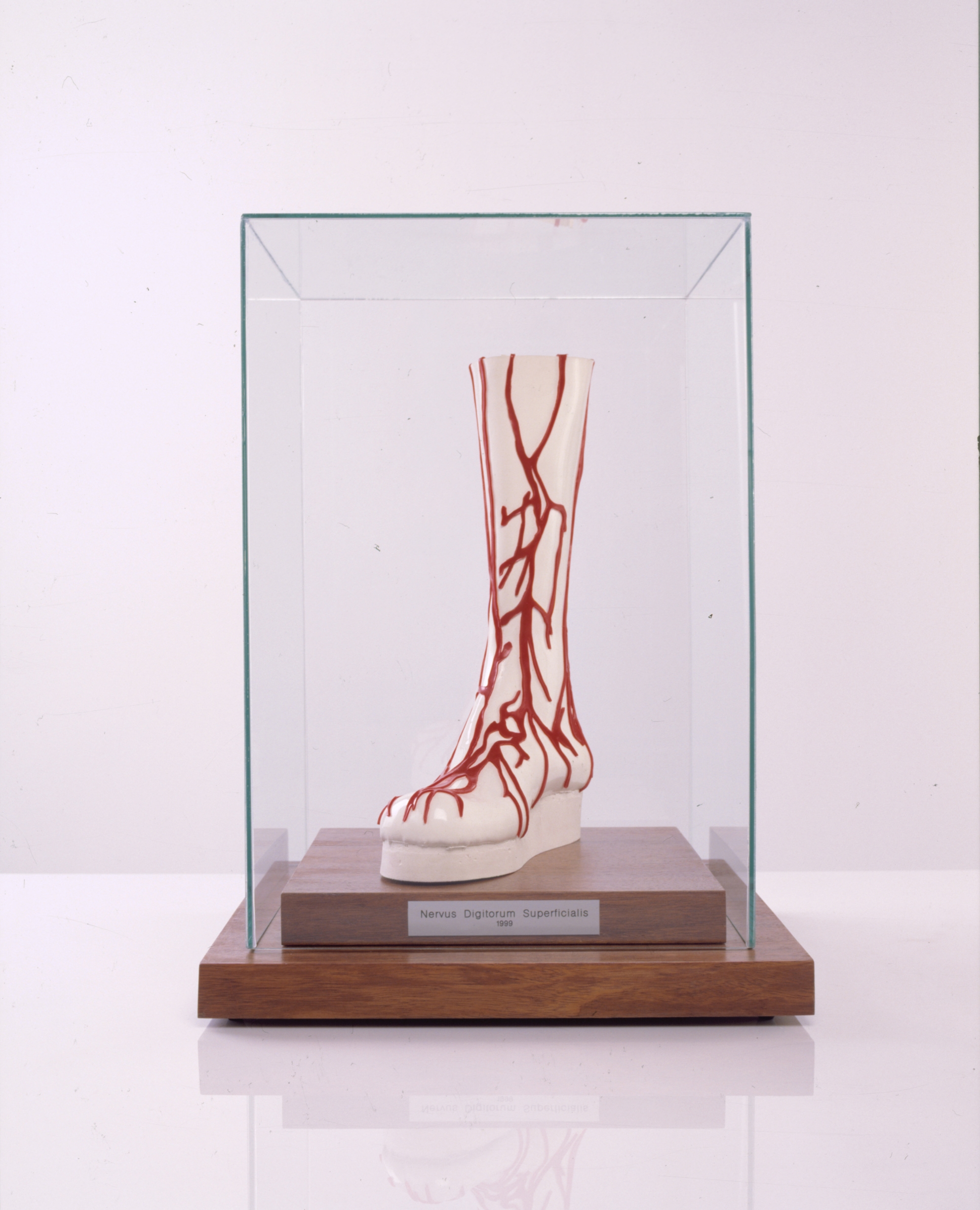 Nervus Digitorum Superficialis