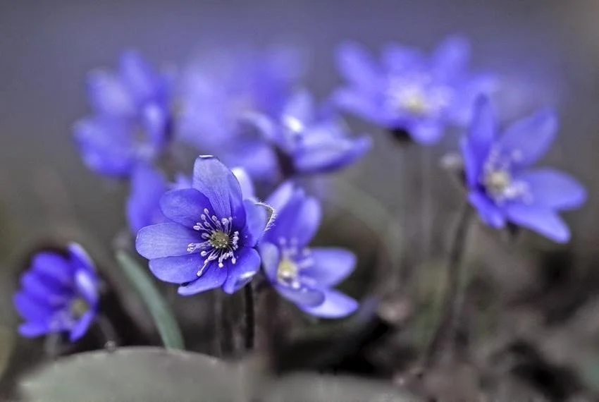 purple.jpg