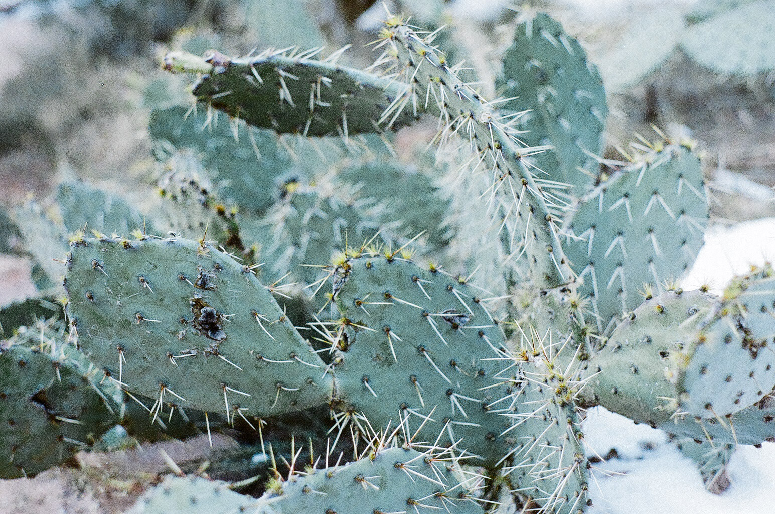 Cacti, my desert muse, to set the scene.