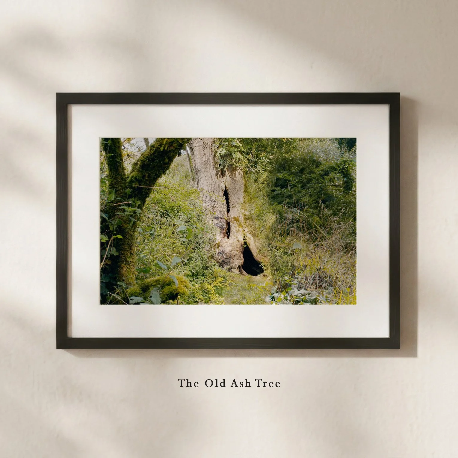 TheOldAshTree.jpg