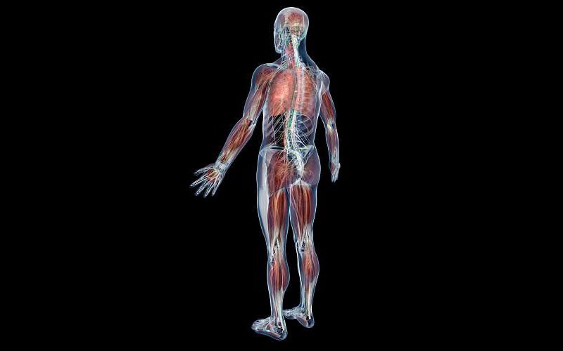 Posterior View Musculature