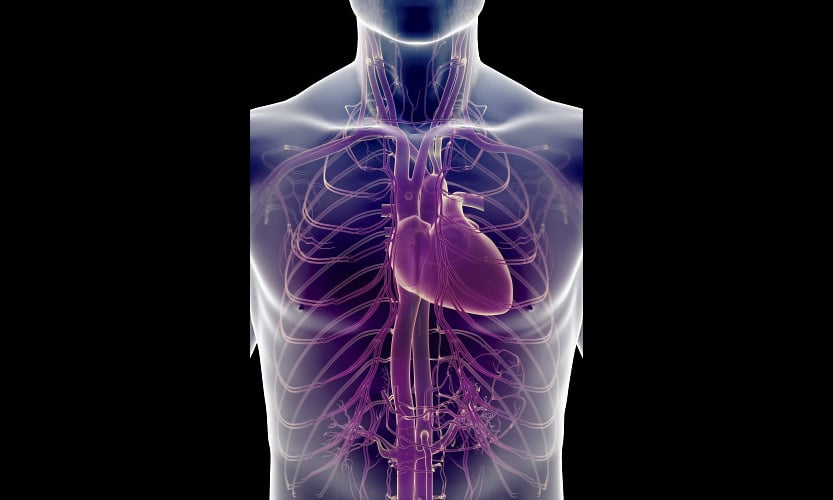 The Cardiovascular System