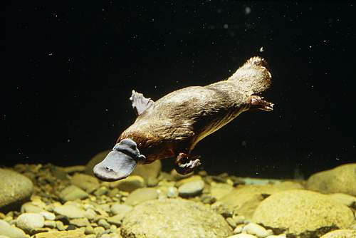 Platypus