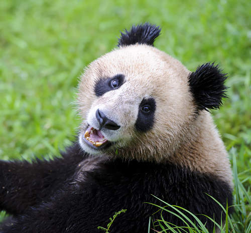 Giant Panda