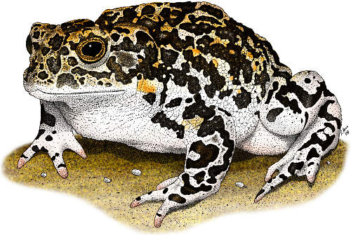 Yosemite Toad 