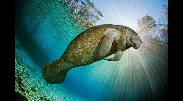 Florida Manatee