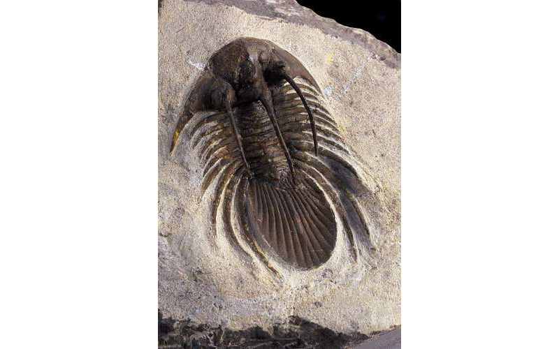 Early Life Fossils