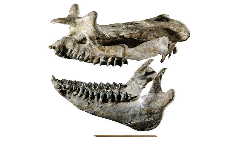 Dinosaur Bone Specimens