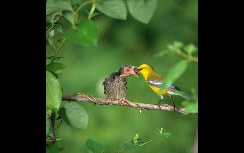 Nest Parasitism, Warbler and Cowbird