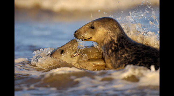 Grey Seal Mating Behavior