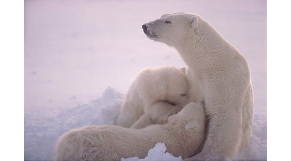 Polar Bear mother nursing