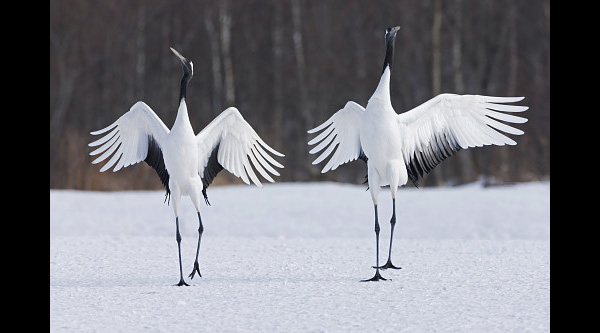 Courtship, Japanese Cranes