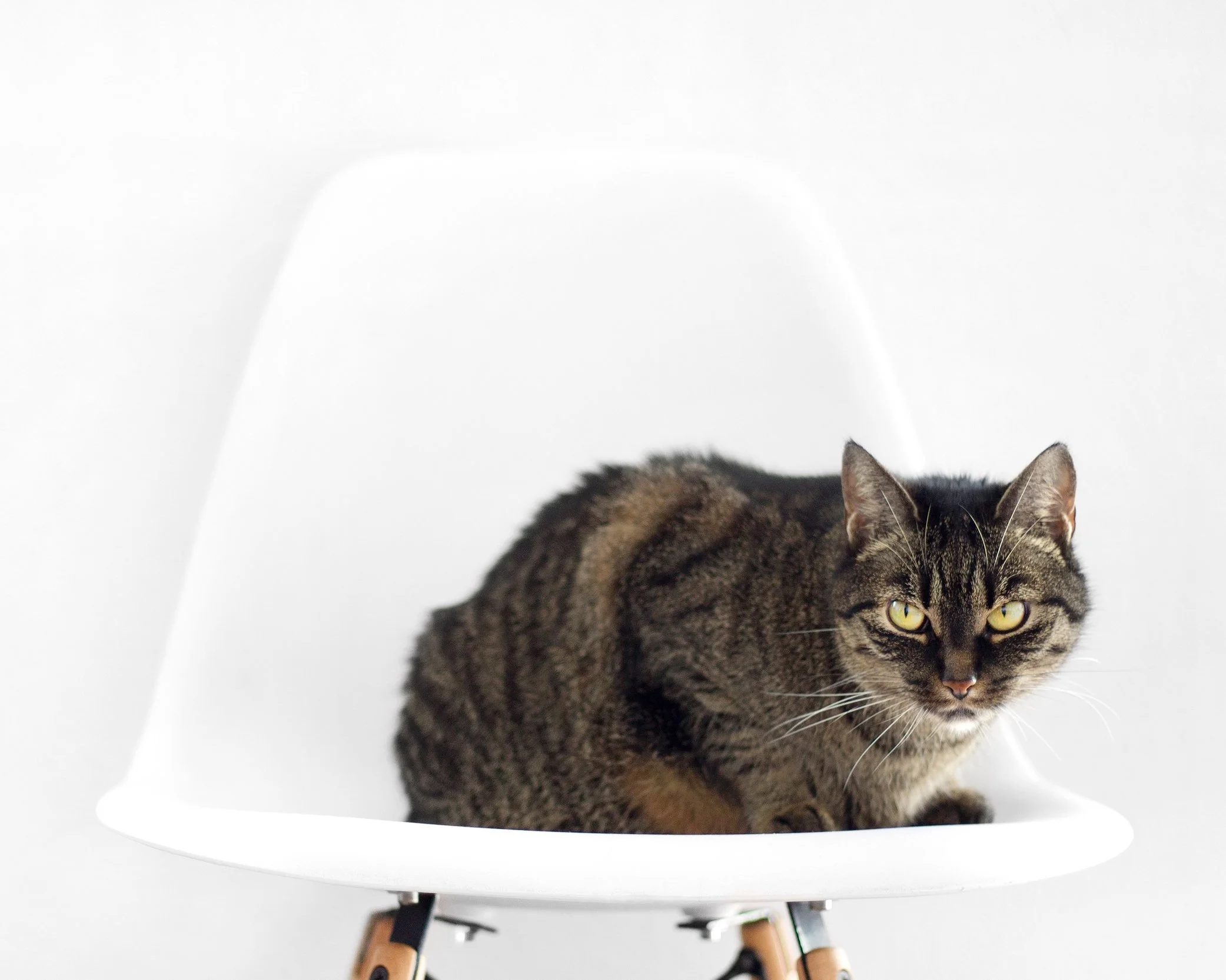 Brown-Tabby-Cat.jpg