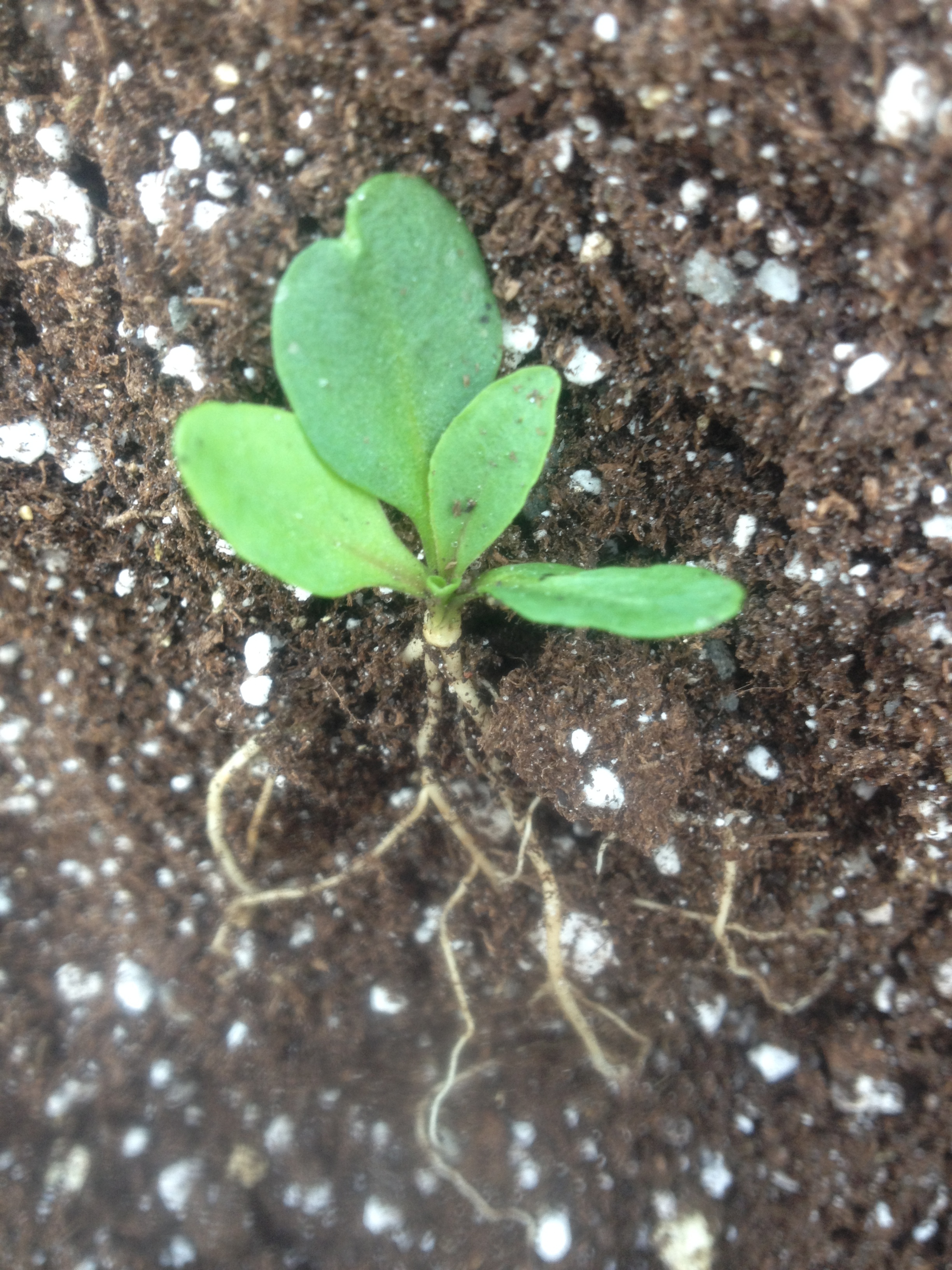 3_29_2017 Shooting Star Seedling.jpg