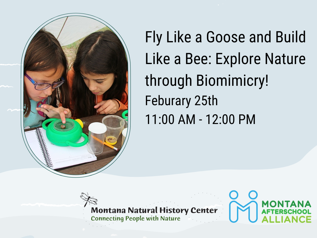 Winter Wonders: Biomimicry