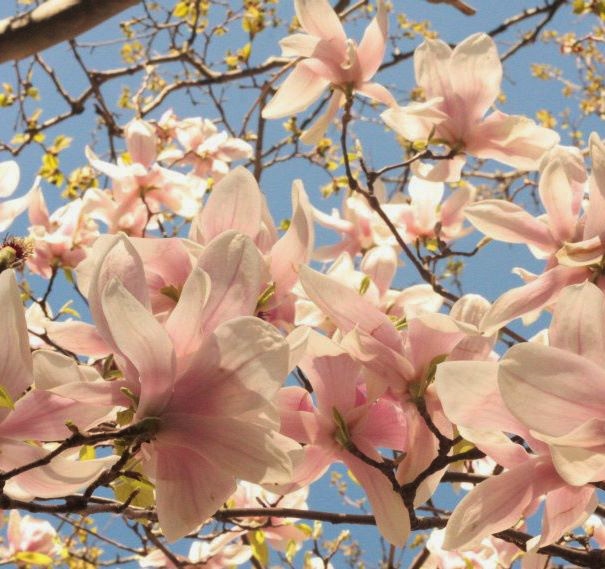 Magnolia Tree