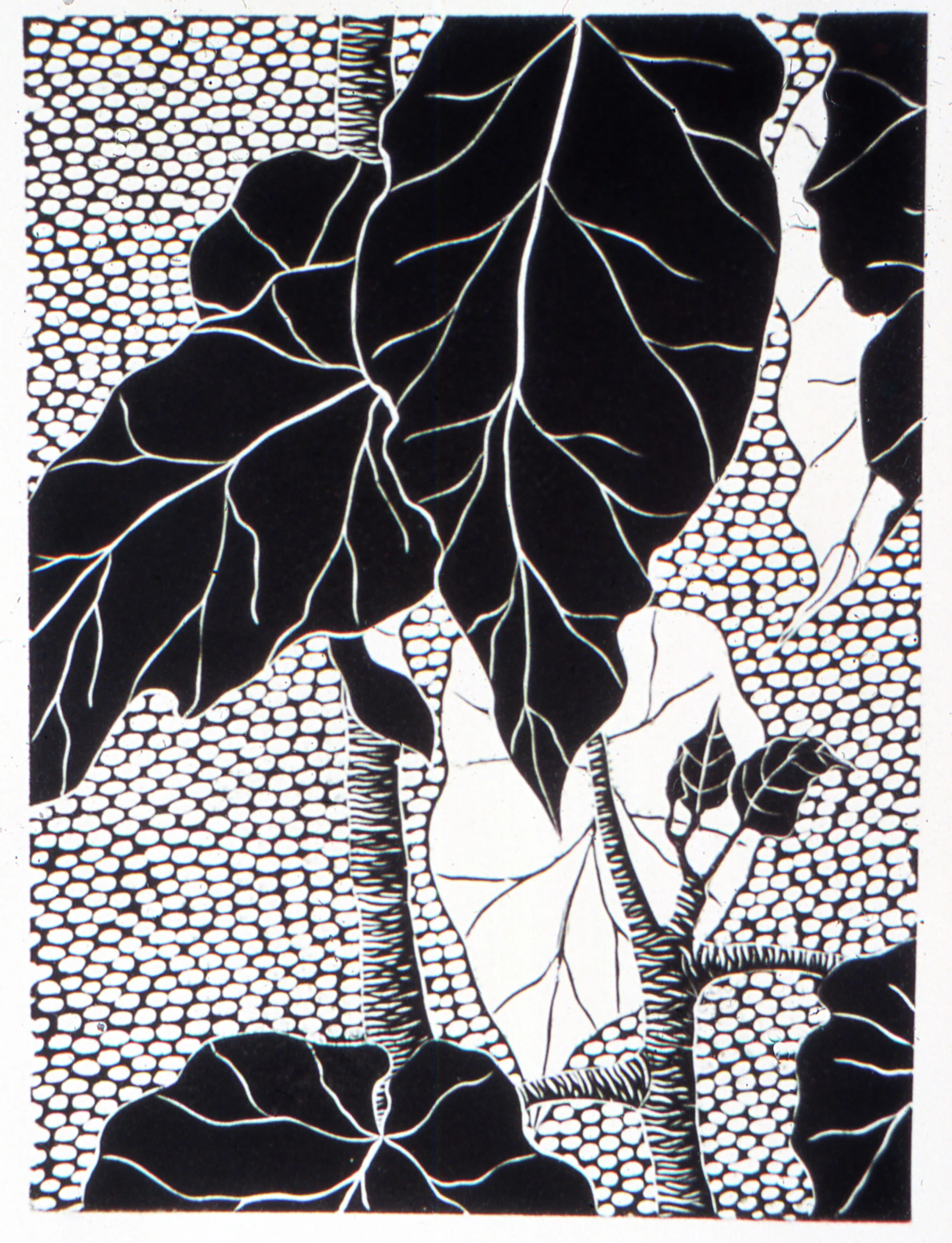Large Leaves