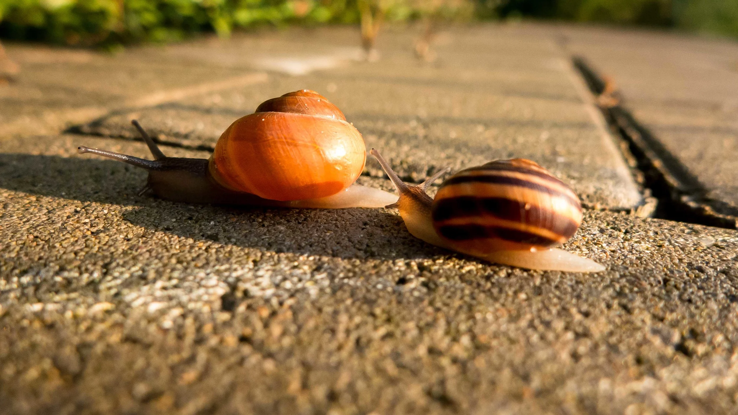 Wedstrijd tussen slakken - Turbo Slak - natuurfotografie