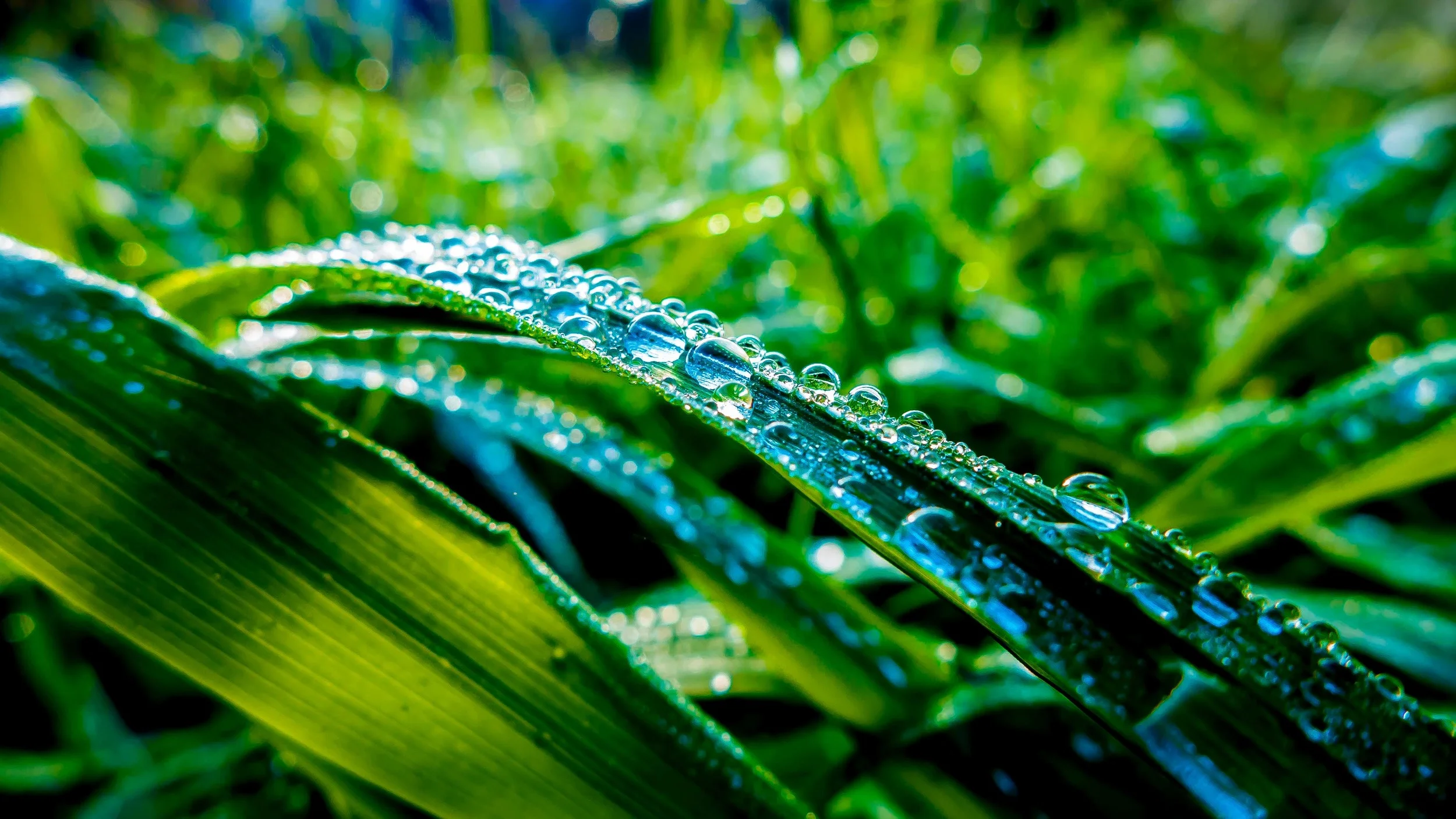 Wat is er spannend aan het fotograferen van dauwdruppels? Herfstfotografie