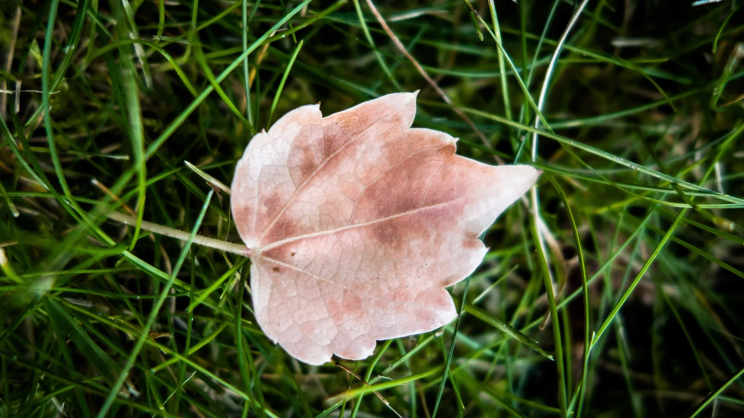 Science fiction in de tuin - Herfstfotografie