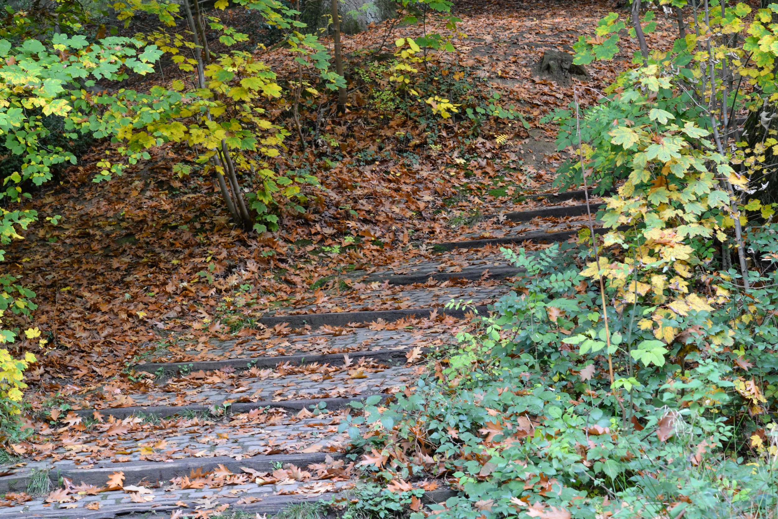 dsc_0175jpg_22424466812_o.jpg