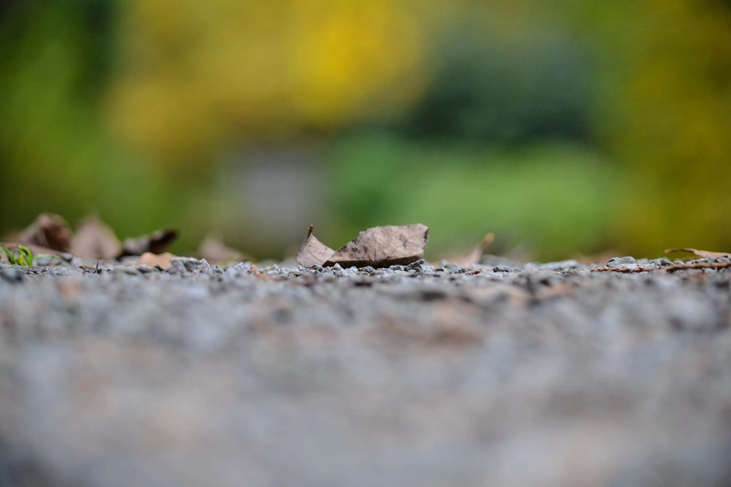 dsc_0290jpg_22250038748_o.jpg