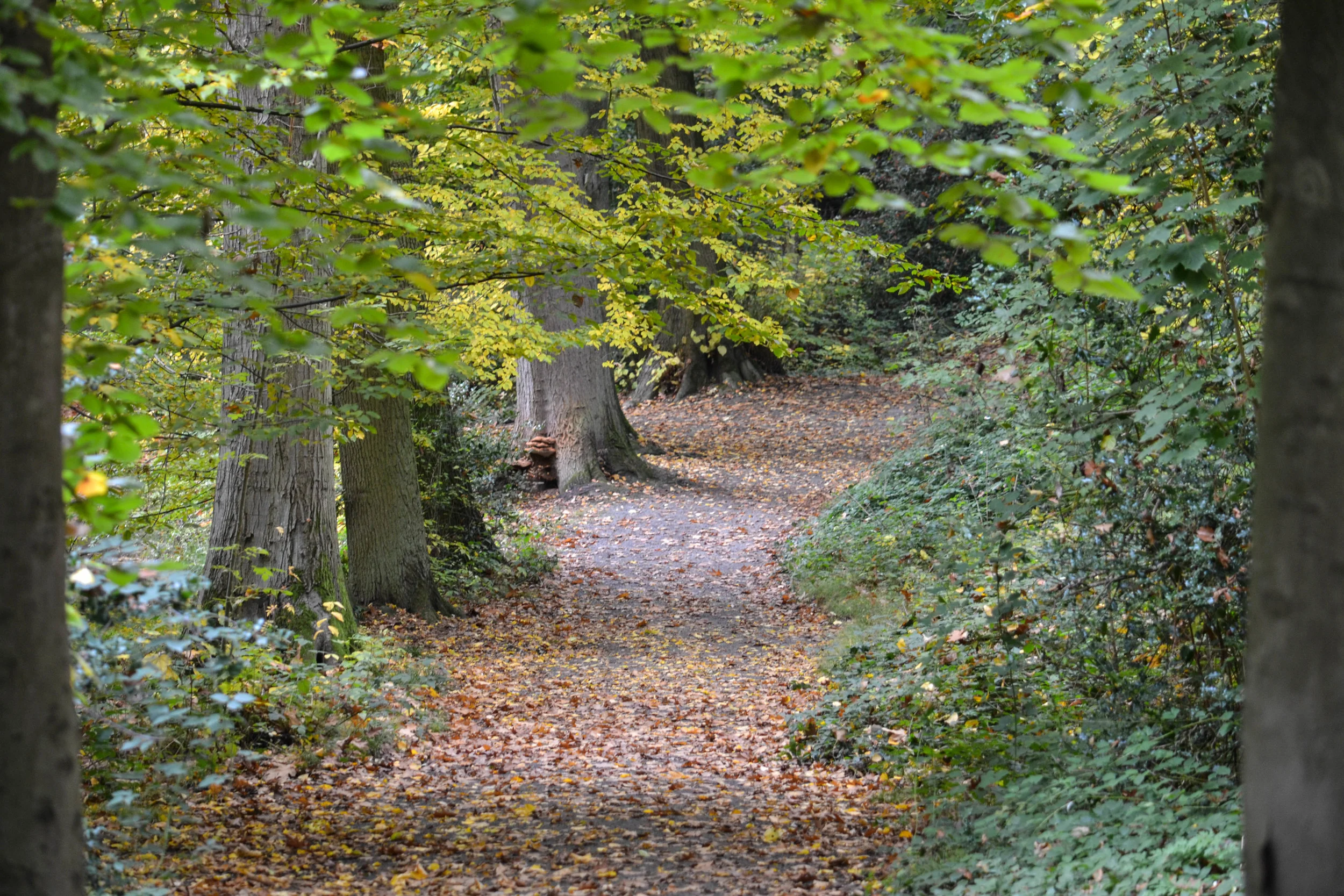 dsc_0317jpg_22437738275_o.jpg
