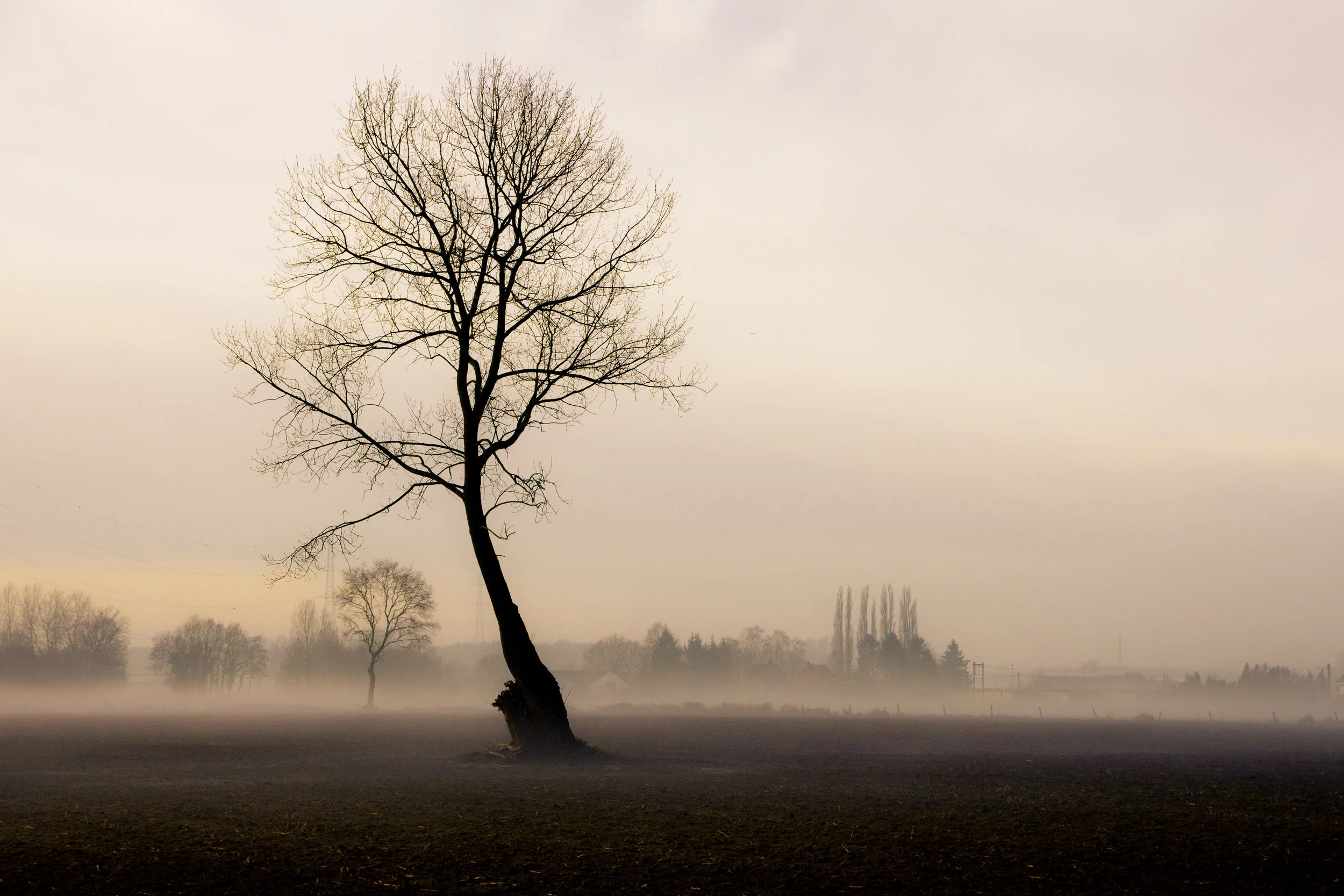 viewfinder-boom-in-de-mist-fotograferen-1