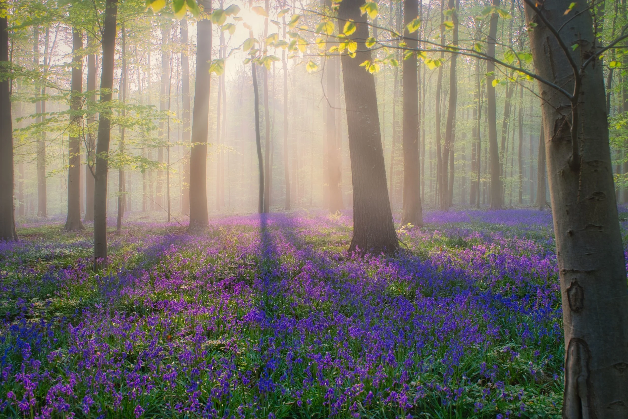 Mist zorgt voor een vleugje magie bij zonsopgang