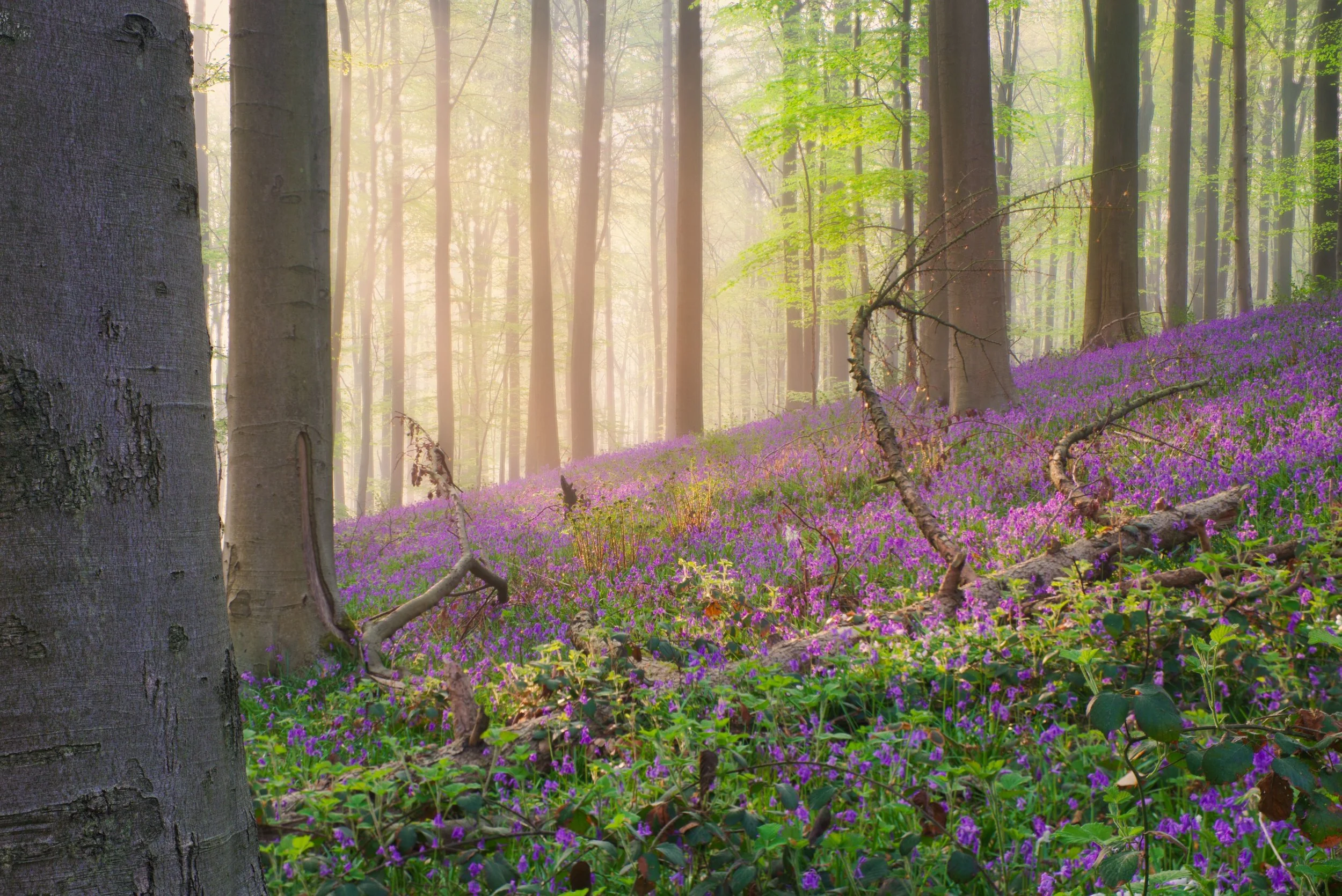 Hallerbos.jpg